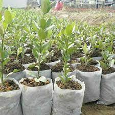 Planting-seedling-Bags-Non-Woven-Kenya-onegrade-packagings(3)